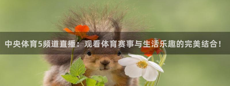 中央体育5频道直播：观看体育赛事与生活乐趣的完美结合！