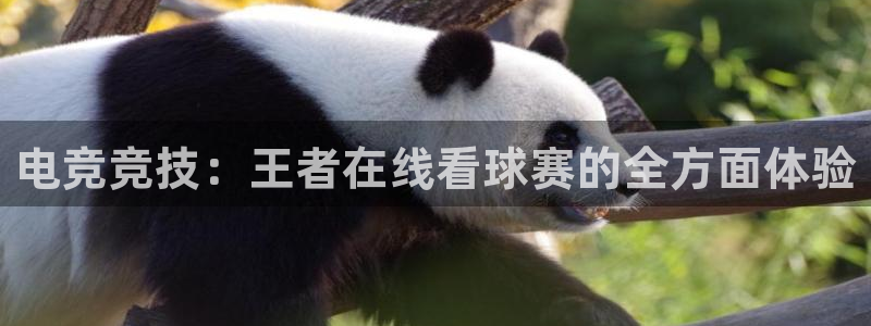 电竞竞技：王者在线看球赛的全方面体验