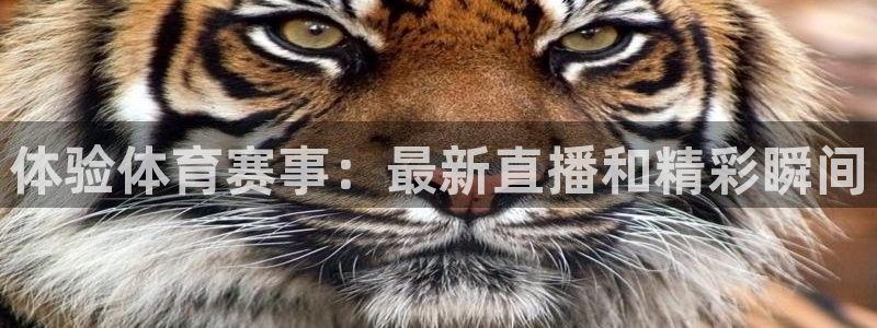 体验体育赛事：最新直播和精彩瞬间