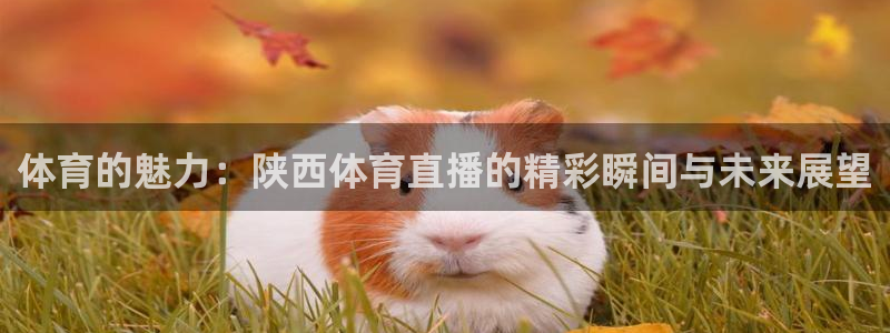 体育的魅力：陕西体育直播的精彩瞬间与未来展望
